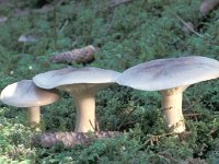 Clitocybe nebularis 2, Nevelzwam, Saxifraga-Jan de Laat