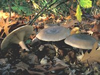 Clitocybe nebularis 3, Nevelzwam, Saxifraga-Jan van der Straten