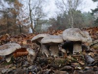 Clitocybe nebularis 5, Nevelzwam, Saxifraga-Luuk Vermeer