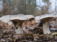 Clitocybe nebularis 7, Nevelzwam, Saxifraga-Luuk Vermeer