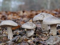 Clitocybe nebularis 8, Nevelzwam, Saxifraga-Luuk Vermeer