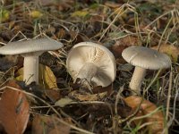 Clitocybe nebularis 9, Nevelzwam, Saxifraga-Willem van Kruijsbergen