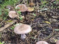 Clitocybe nuda, Wood blewit