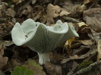 Clitocybe odora