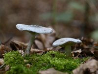 Clitocybe odora 2, Groene anijstrechterzwam, Saxifraga-Luuk Vermeer