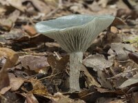 Clitocybe odora 4, Groene anijstrechterzwam, Saxifraga-Willem van Kruijsbergen