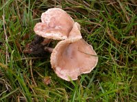 Clitocybe rivulosa