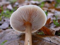 Collybia butyracea, Butter Cap