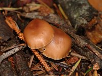 Collybia butyracea var butyracea 1, Roodbruine botercollybia, Saxifraga-Jan van der Straaten