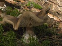 Collybia butyracea var butyracea 3, Roodbruine botercollybia, Saxifraga-Willem van Kruijsbergen