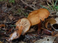 Collybia dryophila, Russet Toughshank