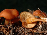 Collybia dryophila 2, Eikenbladzwammetje, Saxifraga-Jan van der Straaten