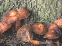 Collybia fusipes, Spindle Shank