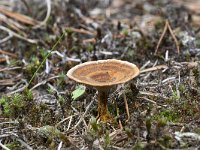 Coltricia perennis 1, Echte tolzwam, Saxifraga-Luuk Vermeer