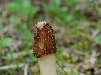 Conica verpa 2, Vingerhoedje, Saxifraga-Willem van Kruijsbergen