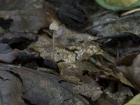 Conocybe subovalis