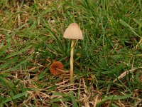 Conocybe tenera