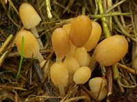 Coprinellus bisporus 1, Tweesporige donsinktzwam, Saxifraga-Lucien Rommelaars