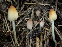 Coprinellus callinus 1, Slanke donsinktzwam, Saxifraga-Lucien Rommelaars