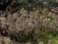 Coprinellus disseminatus 1, Zwerminktzwam, Saxifraga-Willem van Kruijsbergen