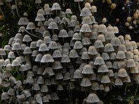 Coprinellus disseminatus 5, Zwerminktzwam, Saxifraga-Luuk Vermeer