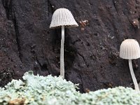 Coprinellus disseminatus 6, Zwerminktzwam, Saxifraga-Luuk Vermeer