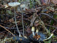 Coprinellus heptemerus