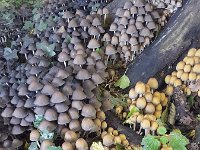 Coprinellus micaceus, Glistening Inkcap