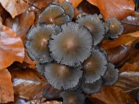 Coprinellus micaceus 11, Gewone glimmerinktzwam, Saxifraga-Luuk Vermeer