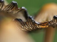 Coprinellus micaceus 19, Gewone glimmerinktzwam, Saxifraga-Foto Fitis-Sytske Dijksen