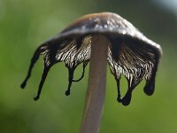 Coprinellus micaceus 20, Gewone glimmerinktzwam, Saxifraga-Foto Fitis-Sytske Dijksen