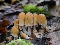 Coprinellus micaceus 4, Gewone glimmerinktzwam, Saxifraga-Luuk Vermeer