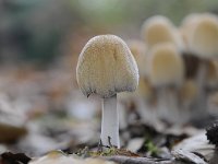 Coprinellus micaceus 8, Gewone glimmerinktzwam, Saxifraga-Luuk Vermeer