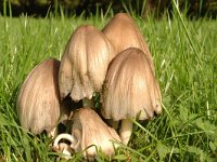 Coprinopsis atramentaria 9, Grote kale inktzwam, Saxifraga-Jan van der Straaten