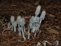 Coprinopsis cinerea 1, Wortelende inktzwam, Saxifraga-Willem van Kruijsbergen