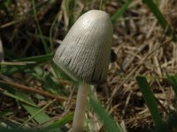 Coprinopsis cothurnata 1, Melige mestinktzwam, Saxifraga-Jan van der Straaten