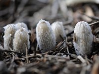 Coprinopsis lagopus