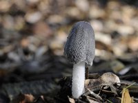 Coprinopsis lagopus 10, Hazenpootje, Saxifraga-Luuk Vermeer