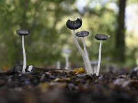 Coprinopsis lagopus 12, Hazenpootje, Saxifraga-Luuk Vermeer