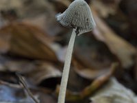 Coprinopsis lagopus 14, Hazenpootje, Saxifraga-Willem van Kruijsbergen