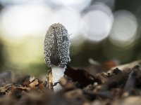 Coprinopsis lagopus 15, Hazenpootje, Saxifraga-Luuk Vermeer