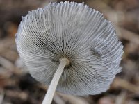 Coprinopsis lagopus 2, Hazenpootje, Saxifraga-Luuk Vermeer