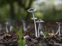 Coprinopsis lagopus 3, Hazenpootje, Saxifraga-Luuk Vermeer