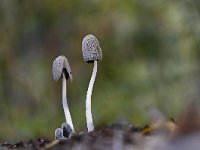 Coprinopsis lagopus 5, Hazenpootje, Saxifraga-Luuk Vermeer