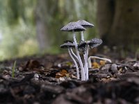 Coprinopsis lagopus 6, Hazenpootje, Saxifraga-Luuk Vermeer