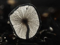 Coprinopsis lagopus 8, Hazenpootje, Saxifraga-Luuk Vermeer