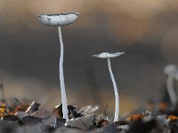 Coprinopsis lagopus 9, Hazenpootje, Saxifraga-Luuk Vermeer