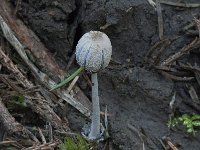 Coprinopsis narcotica 1, Bedwelmende inktzwam, Saxifraga-Willem van Kruijsbergen