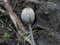 Coprinopsis narcotica 2, Bedwelmende inktzwam, Saxifraga-Willem van Kruijsbergen