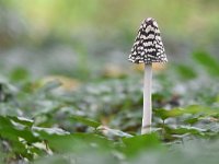 Coprinopsis picaceus 26, Spechtinktzwam, Saxifraga-Jan Nijendijk